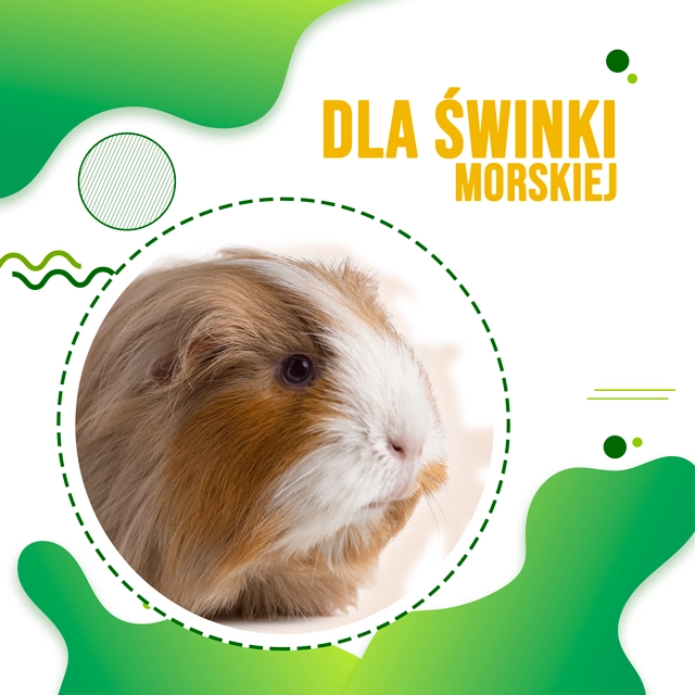 Dla świnki morskiej