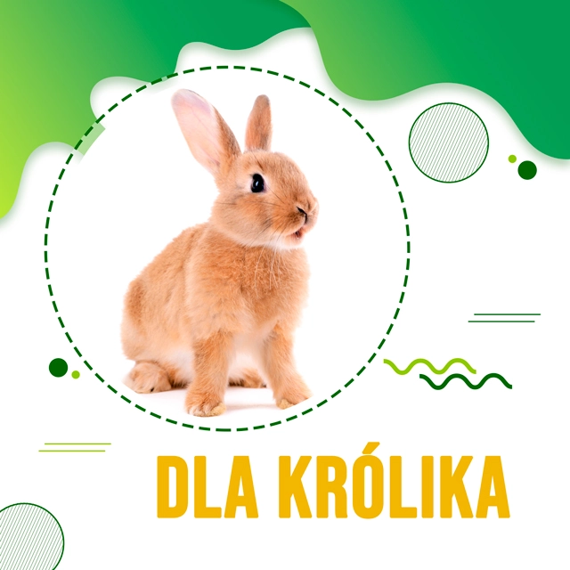 Dla królika